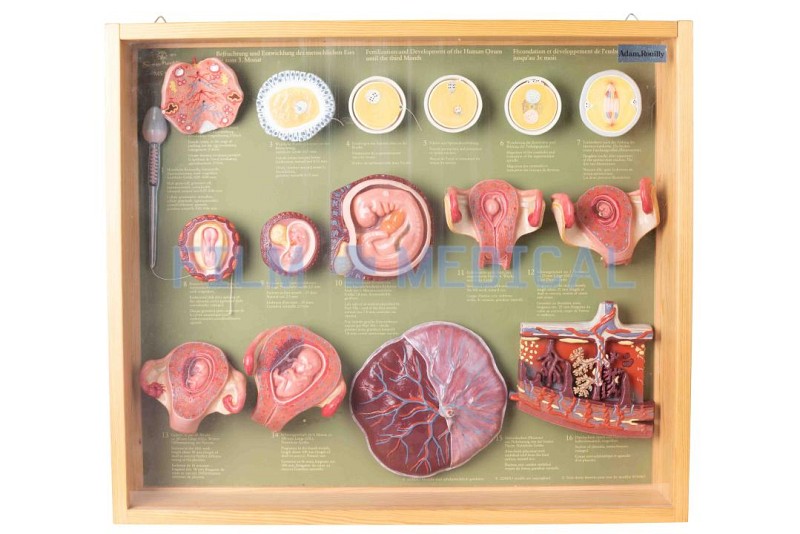 Framed  Embryo Model
